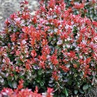 P9 BERBERYS BAGATELLE