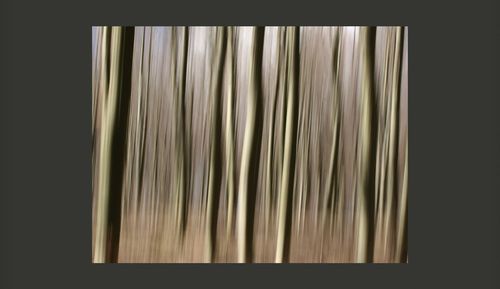 Fototapeta - Forest Rozmiar - 200x154 na Arena.pl