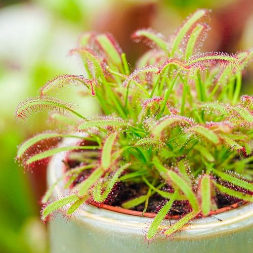 Drosera capensis ROSICZKA PRZYLĄDKOWA na Arena.pl