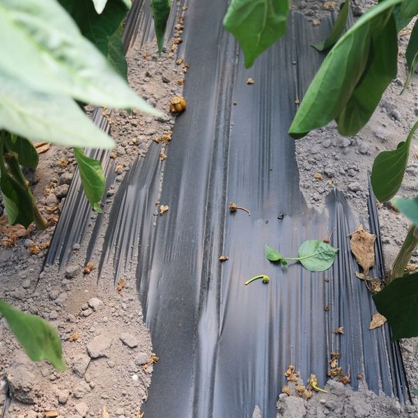 BioCover Materiał do Ściółkowania 1x20m | Ekologiczny i Biodegradowalny zdjęcie 9