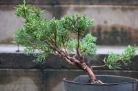 Jałowiec chiński Shimpaku - Juniperus chinensis 0065