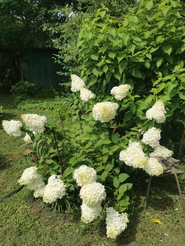 Hortensja bukietowa 'Magical Moonlight' (Hydrangea paniculata) 2.0L na Arena.pl