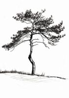 Plakat 59,4x84,1cm Samotna Sosna