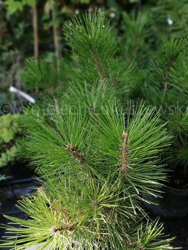 Sosna bośniacka rzadkie drzewo na Arena.pl