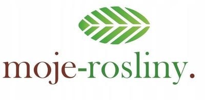 SKIMIA JAPOŃSKA Duże Sadzonki 1L 'Rubella' na Arena.pl