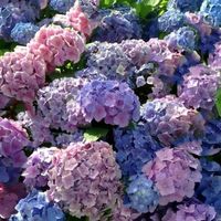 HORTENSJA ogrodowa Bodensee - sadzonki 30 / 50 cm