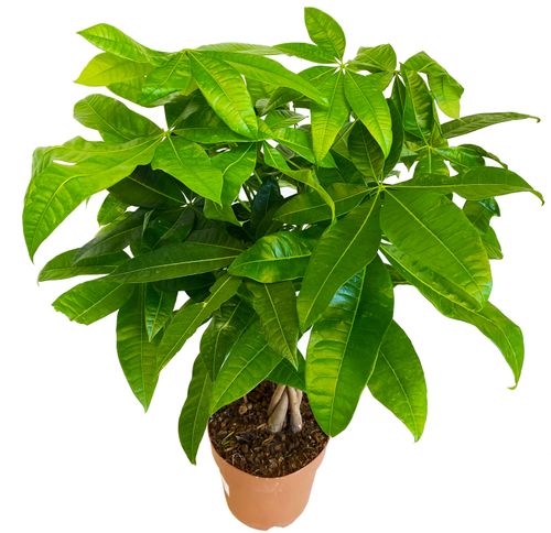 PACHIRA WODNA 90cm na Arena.pl