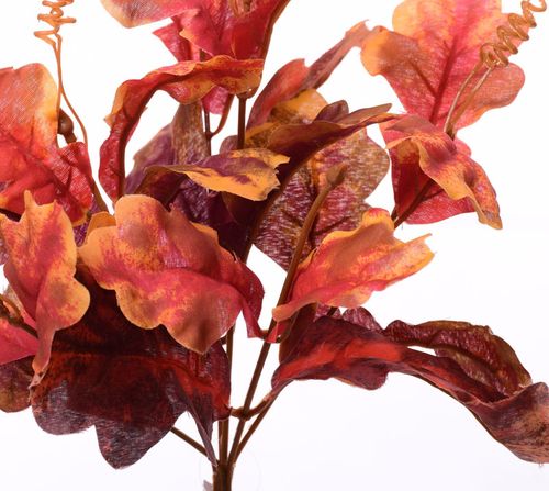 Dąb bukiet liści brązowych na Arena.pl