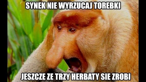 maska "nosacz polski" na Arena.pl