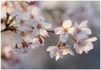 Fototapeta Na Flizelinie Do Sypialni Salonu Kwiaty 250x175