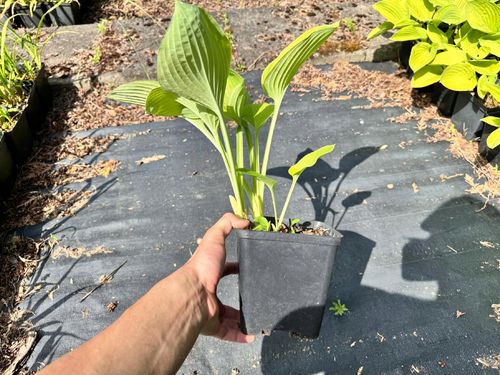 Funkia Hosta 'August Moon' W DONICZCE 2.5L, OGROMNE ŻÓŁTE LIŚCIE na Arena.pl