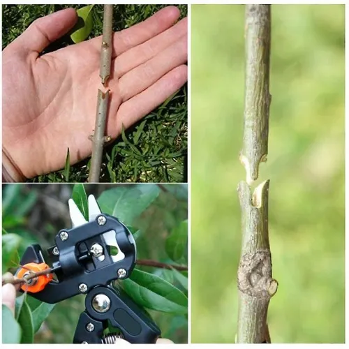 SEKATOR DO SZCZEPIENIA DRZEW I KRZEWÓW ETUI 3 MATRYCE x2 TAŚMA DO SZCZEPIEŃ na Arena.pl