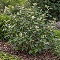 Fotergilla mieszańcowa Sea Spray - Fothergilla x intermedia
