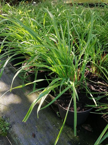 Liliowiec do ogrodu i na taras zdjęcie 4