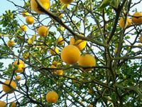 POMARAŃCZA TRÓJLISTKOWA Poncirus trifoliata - NASIONA 70 sztuk - 10g.