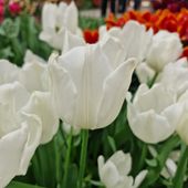 Tulipan Cebulki Tulipanów Cebulka Kwiatów Białe White Marvel 50Szt