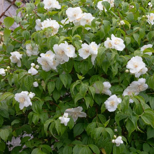 Jaśminowiec BELLE ETOILE 40-60cm Cudny Krzew Kwitnący na Arena.pl