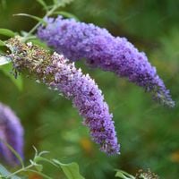 Budleja Dawida Płacząca 'Wisteria Lane' (Buddleja davidii) Doniczka 2.0L