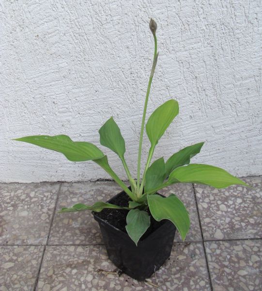 FUNKIA fortunei Aureomaculata - sadzonki w don. zdjęcie 2