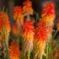 Trytoma PAPAYA POPSICLE Czerwona Mrozoodporna Sadzonki w doniczkach 1L