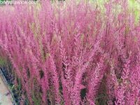 Tamaryszek drobnokwiatowy (Tamarix) w doniczkach P9, wysokość 60-80 cm