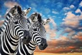 FOTOTAPETA ZWIERZĘTA NATURA ZEBRY NIEBO CHMURY