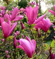 MAGNOLIA BETTY duża roślina odporna na mróz - sadzonki 80 / 100 cm