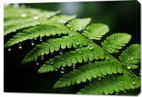 Obraz 100x70cm Szepty Natury