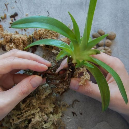 Mech Sphagnum 8L Besgrow Spagmoss Classic torfowiec 100G podłoże pH na Arena.pl