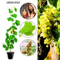 Winogron Arkadia wyjątkowo duże grona KRZEW 60-90 cm