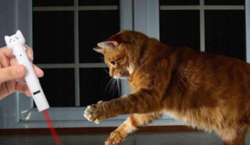 Zabawka piórko laser wskaźnik laserowy latarka zabawka kota 4w1 na Arena.pl