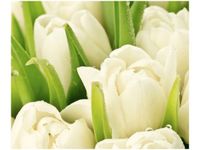 60X50CM DELIKATNE TULIPANY OBRAZ ŚCIAN DREWNIANE