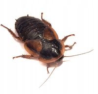 Karaczany argentyńskie Dubia 2-3 cm 100szt