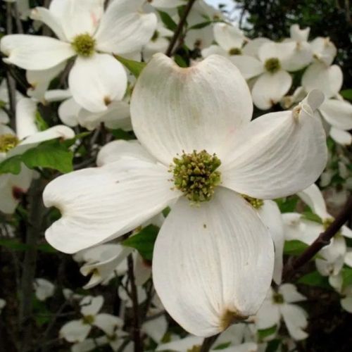 DEREŃ CHIŃSKI - sadzonki 30 / 50 cm na Arena.pl