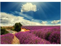 100 70CM OBRAZ PŁÓTNO LAWENDOWY KRAJOBRAZ PŁÓTNO RAMA