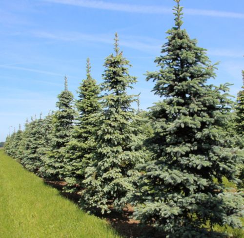 ŚWIERK KŁUJĄCY SREBRNY Picea pungens- NASIONA 2000 sztuk - 10g. na Arena.pl