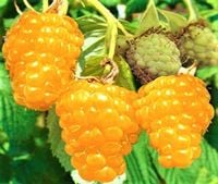 MALINA wczesna żółta duże owoce - sadzonki 30 / 50 cm