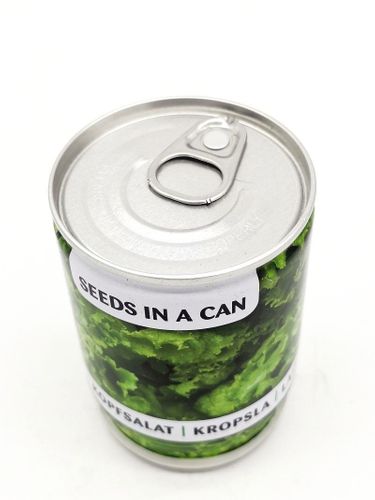 Sadzonka w puszce sałata na Arena.pl