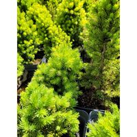 Świerk Conica Biały sadzonki w doniczce 15/30cm