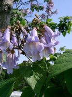 PAULOWNIA PUSZYSTA Paulownia tomentosa - NASIONA 40000 szt. - 10g