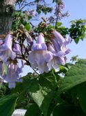 PAULOWNIA PUSZYSTA Paulownia tomentosa - NASIONA 40000 szt. - 10g
