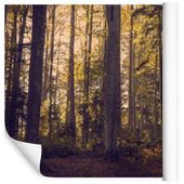 Fototapeta Las Natura ZIELEŃ Drzewa do Sypialni 180x120