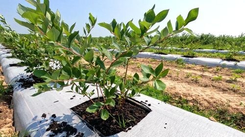 Ściółka z węgla brunatnego CARBOMAT ECO 20 L (pH 4,5 - 5,0) na Arena.pl