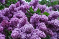 BEZ KATHEINE HAVEMEYER - sadzonki 50 / 60 cm