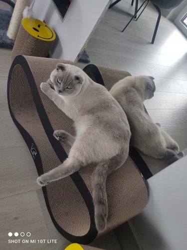 DRAPAK DLA KOTA KARTONOWY DUŻY LEGOWISKO 75x26x25 cm HomeCatty na Arena.pl