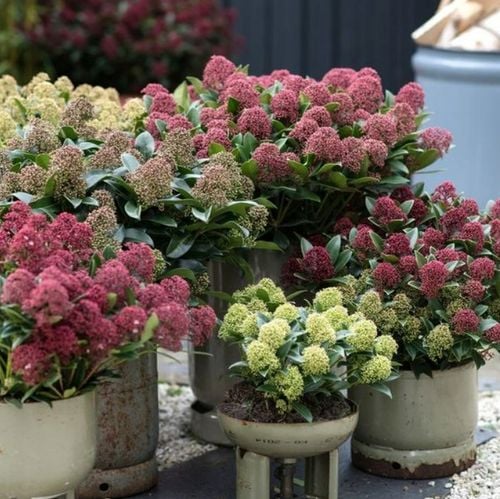 SKIMIA JAPOŃSKA Duże Sadzonki 1L 'Rubella' na Arena.pl