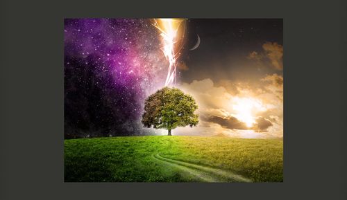 Fototapeta - Magic tree Rozmiar - 200x154 na Arena.pl