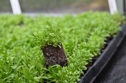 Firletka smółka - Lychnis viscaria na Arena.pl