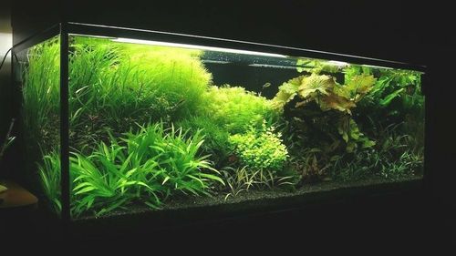 Czarny Piasek Żwirek do Akwarium Naturalny Doskonały dla Roślin 24kg 2-3mm na Arena.pl