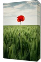 Obraz 30x50cm Samotny Mak na Polu